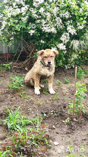 Собаки бесплатно в добрые руки щенок