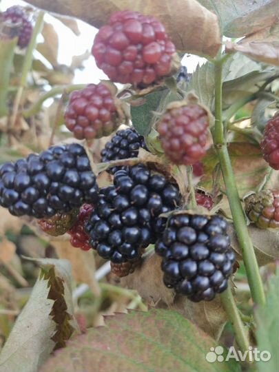 Саженцы ежевики