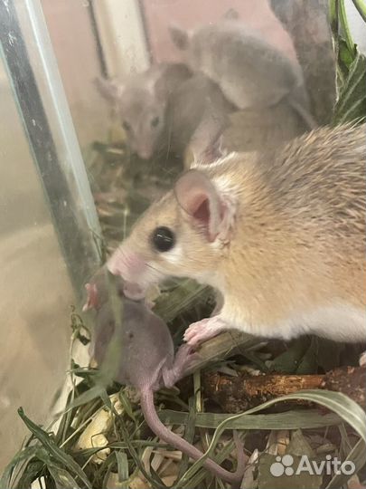 Дегу, песчанки, мышки, хомячки