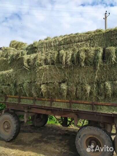 Сено в тюках и рулонах 2023г от заготовителя