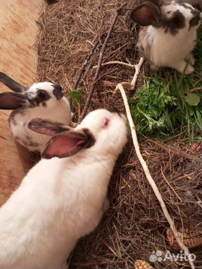 Кролики мясных пород