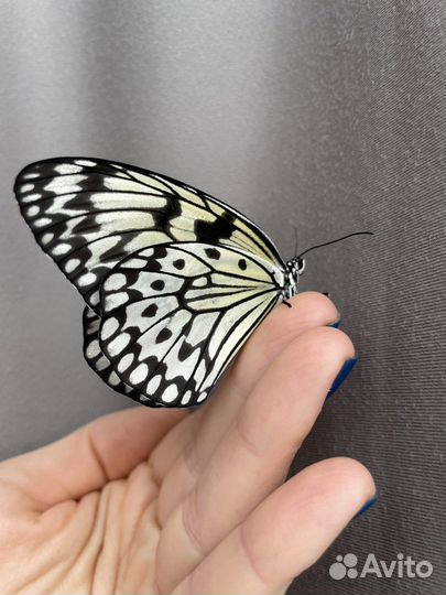 Тропические бабочки