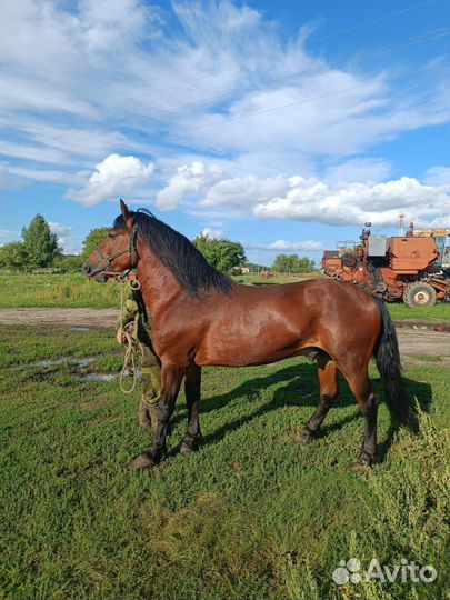 Лошадь жеребец