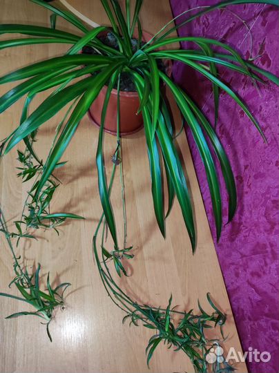 Хлорофитум