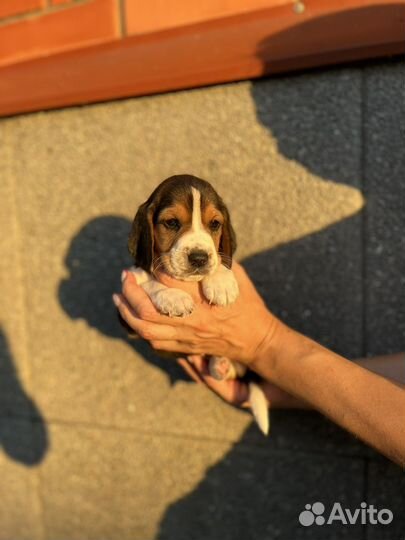 Щенки бигль