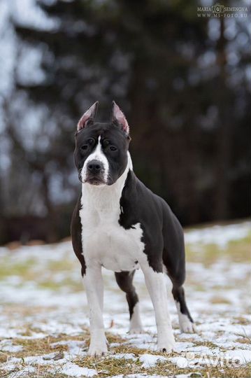 Амстафф девочка 1 год