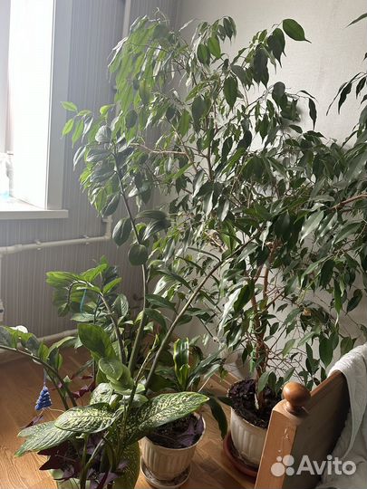 Цветы домашние в горшках