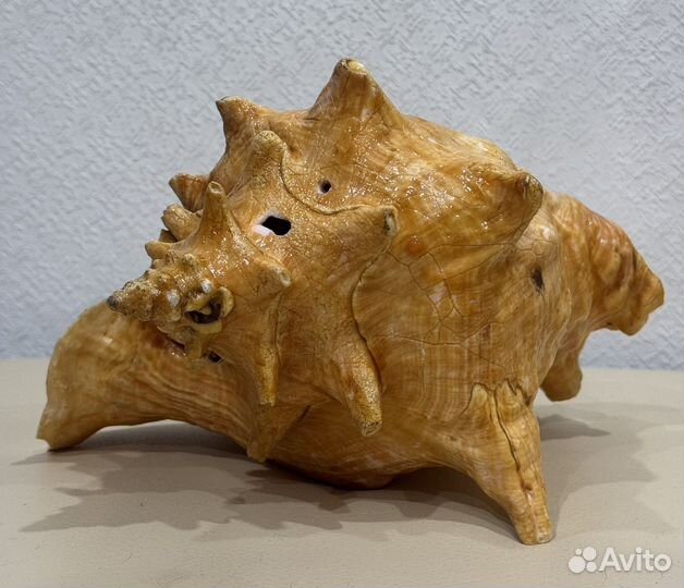 Ракушка