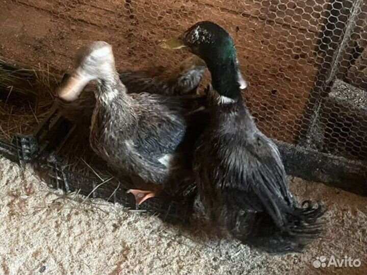 Мускусные утки семья