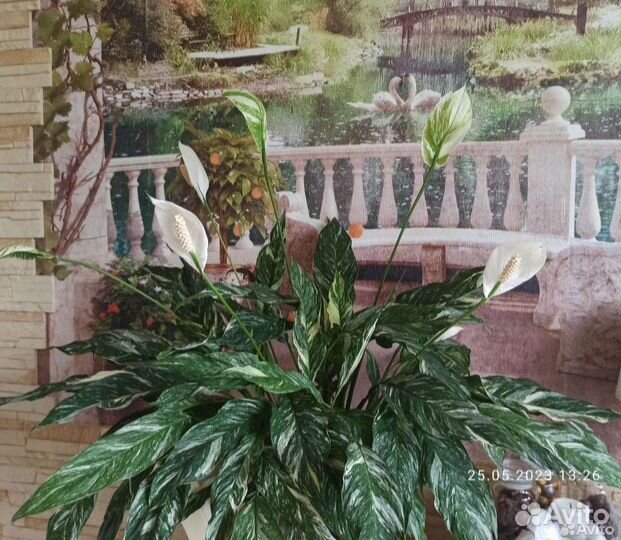 Спатифиллум Джемини (обновление 07.08.2023)