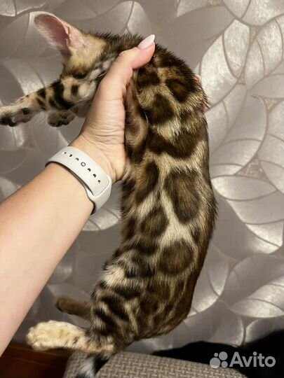 Бенгальский малыш