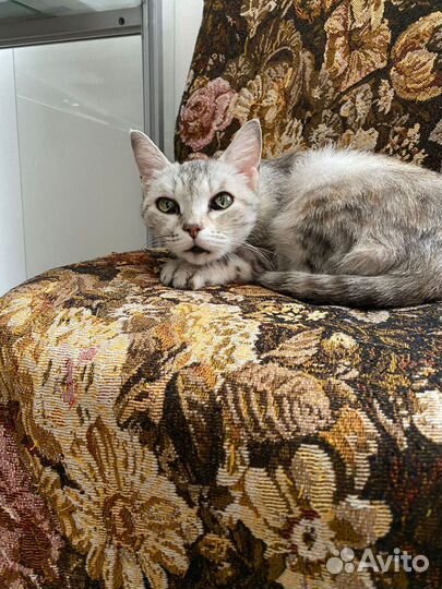 Кошка