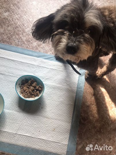 Передержка собак,кошек зооняня зоогостиница