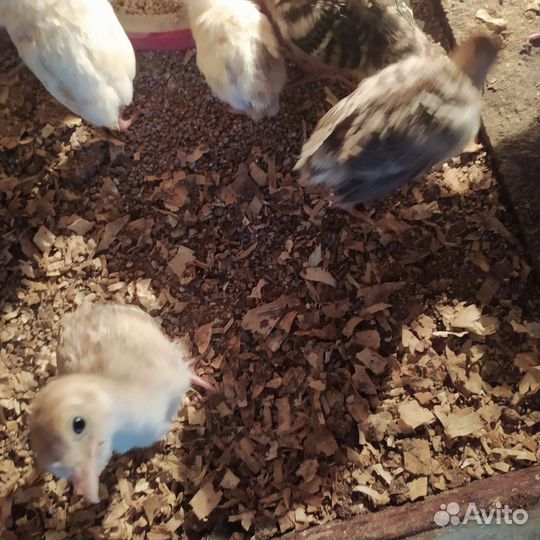 Индюшата