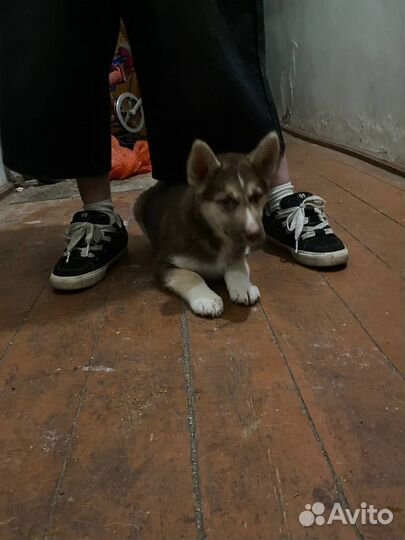 Щенки хаски