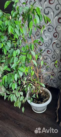 Бенджамина фикус