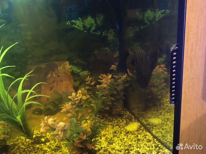 Аквариум с тумбой 200 литров