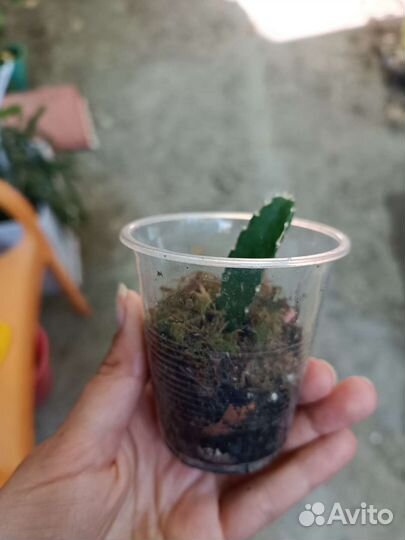 Комнатные растения(синадениум, питахая, панданус)