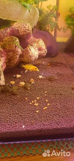 Сомики,рыбки,ряска,фильтр,Тетра корм