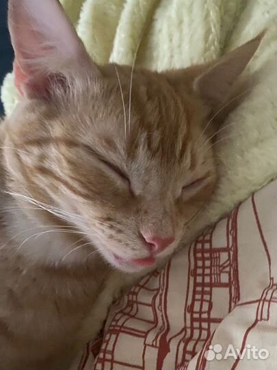 Кот в добрые руки