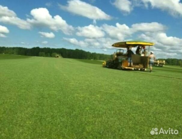 Рулонный газон 