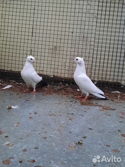 Голуби
