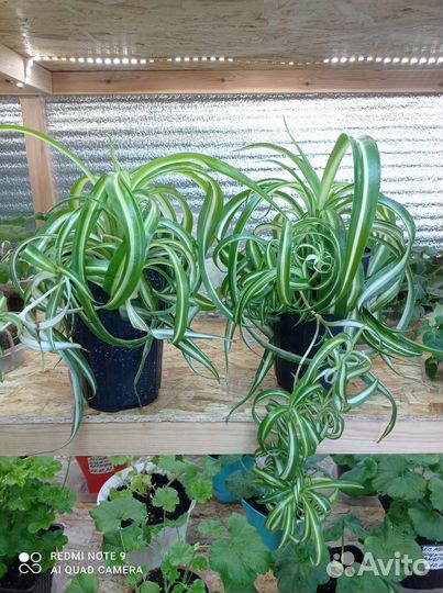 Хлорофитум, традесканция, плющ