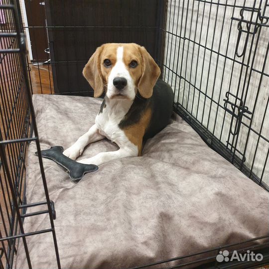 Лежанки для собак на заказ