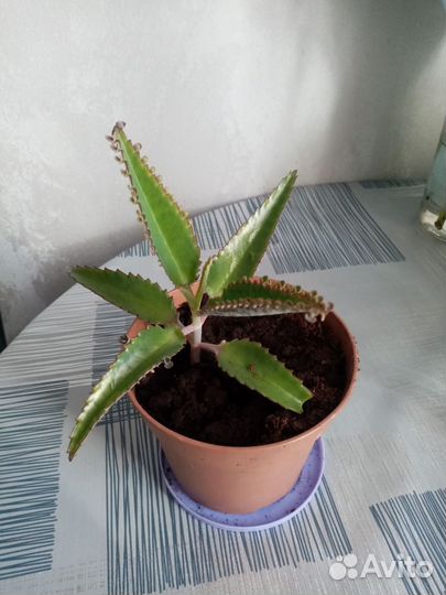 Каланхоэ лечебное