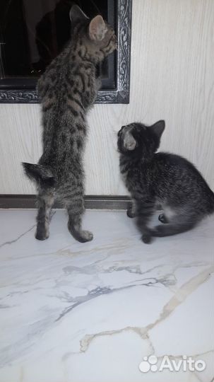 Котята бенгалы