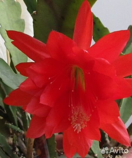 Цветок декабрист крупные красные цветы