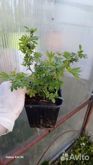 Лапчатка кустарниковая, Курильский чай