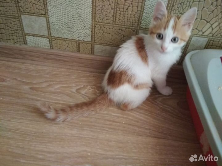 Котята ищут себе семью