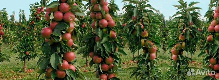 Яблоня колоновидная саженец
