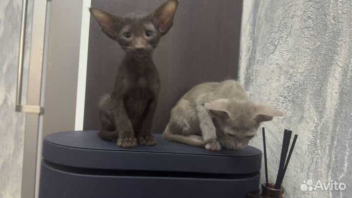 Ориентальные котята