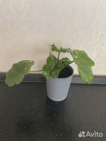 Филодендрон