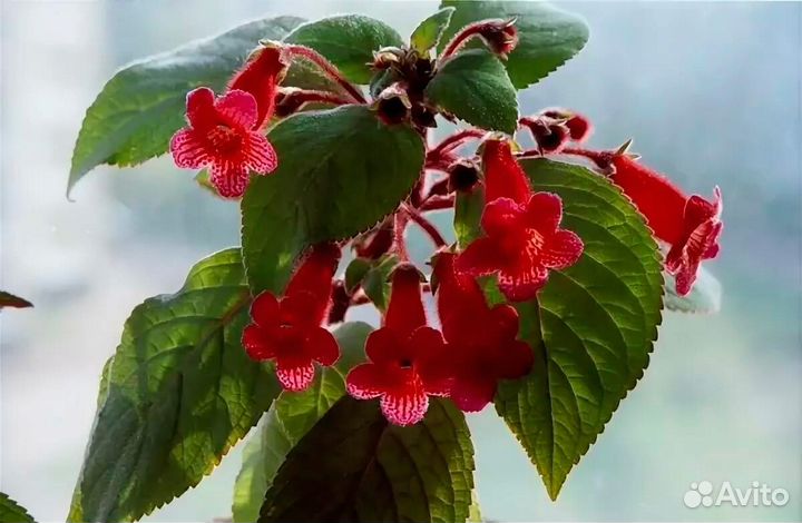 Комнатные цветы Калерия, Молочай, Клеродендрум Том