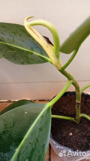 Крупнолистный фикус