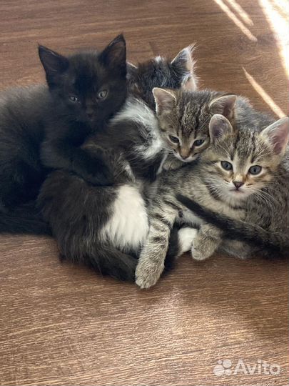 Котята