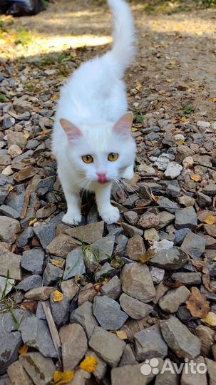 Кошка Анфиса