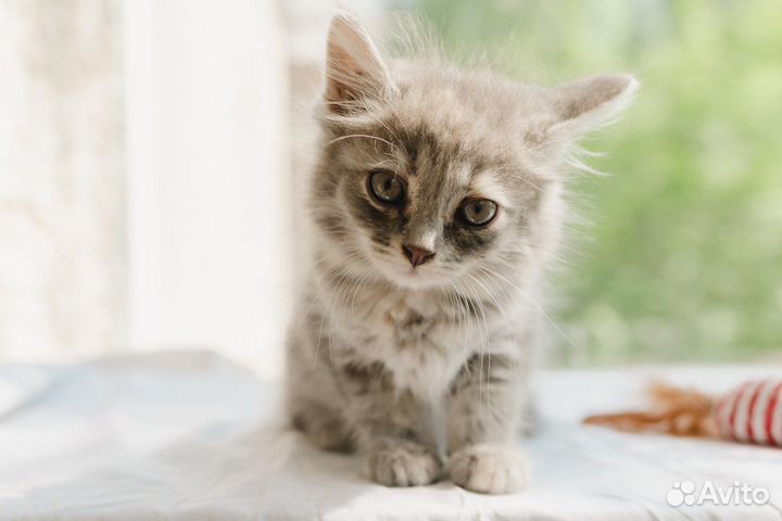 Девочка для пристройства