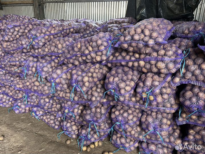 Продам картофель оптом