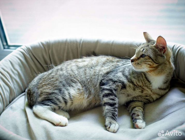 Томчик в добрые руки