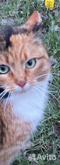 Кошечка-трехцветка на счастье