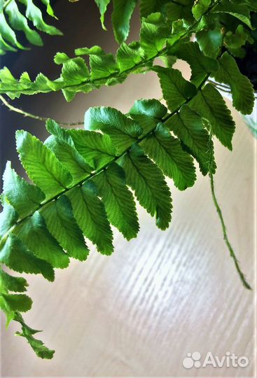 Нефролепис (комнатное растение)