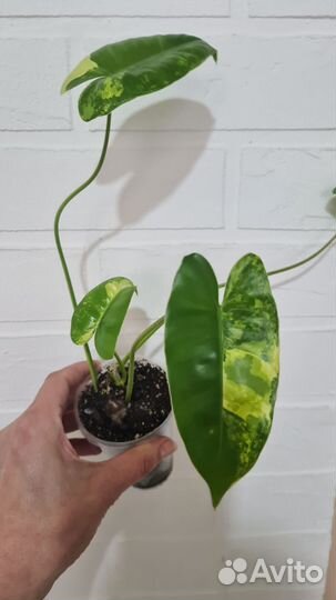 Филодендрон