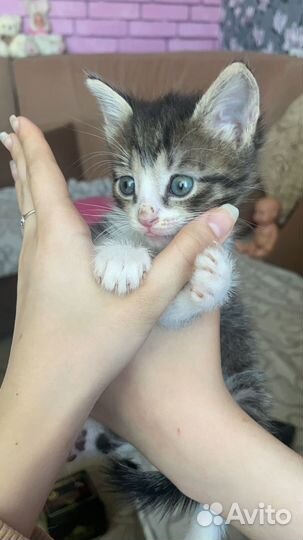 Котенок мальчик 1 месяц