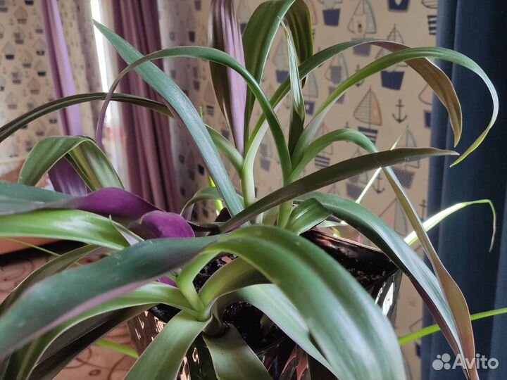 Традесканция