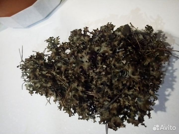 Цетрария исландская (Исландский мох)