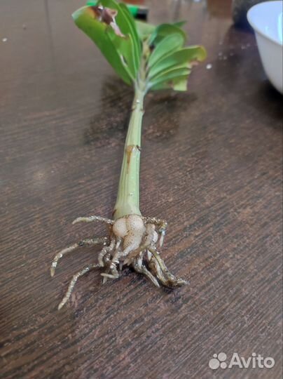 Замиокулькас